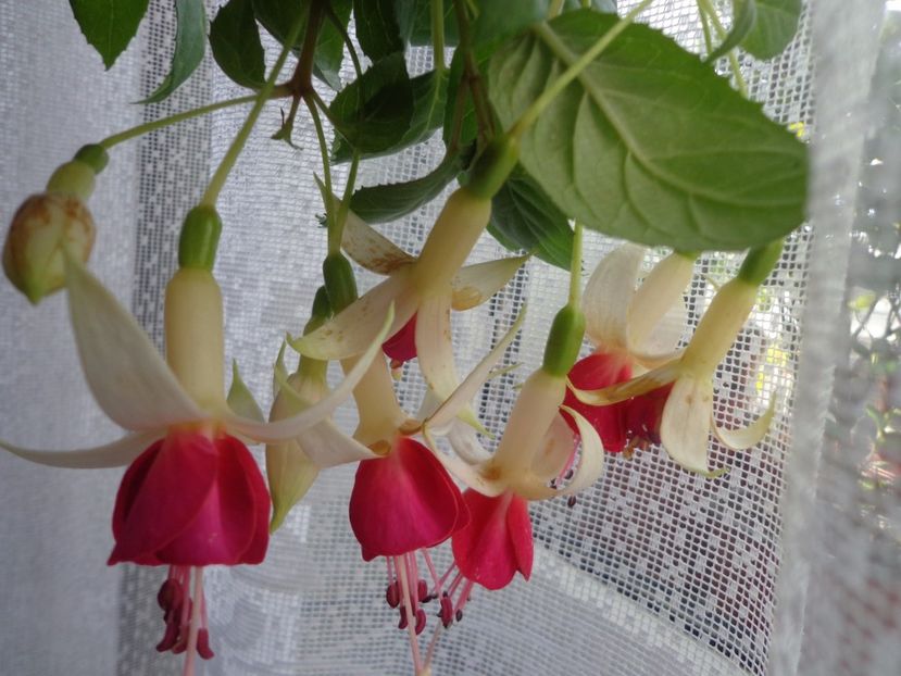 Fuchsia - Argumente