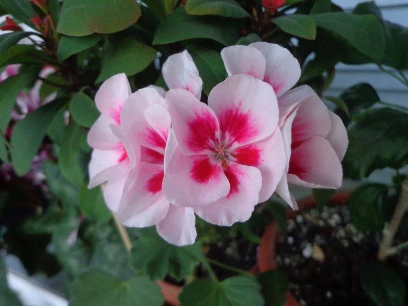 Pelargonium zonale - Argumente