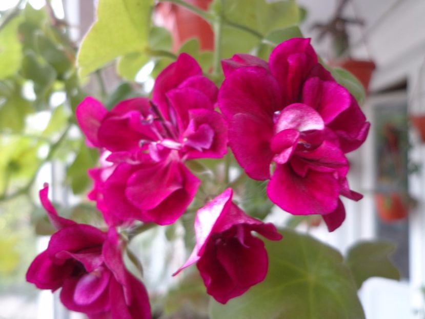 Pelargonium peltatum - Argumente