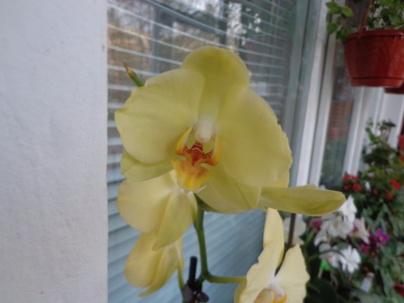 Phalaenopsis - Argumente