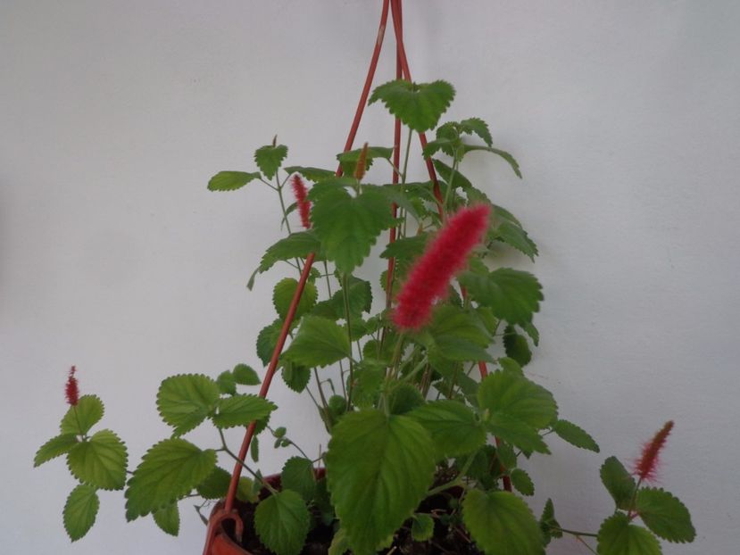 Acalypha reptans - Argumente
