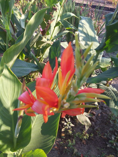 cana floare mica buc 5 lei - DISPONIBILE 2017