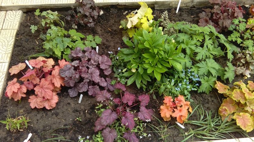 21 aprilie - 2017 heuchera heucherella brunnera