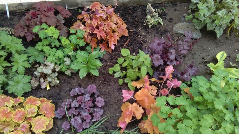 21 aprilie - 2017 heuchera heucherella brunnera