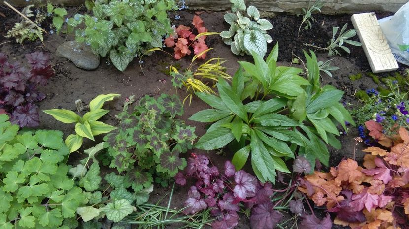 21 aprilie - 2017 heuchera heucherella brunnera