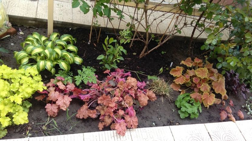 21 aprilie - 2017 heuchera heucherella brunnera