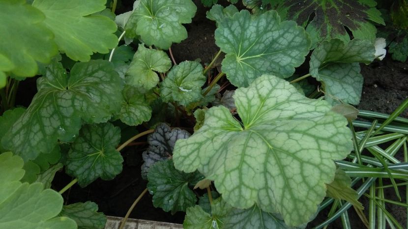 heuchera dale's strain ? - 2017 heuchera heucherella brunnera