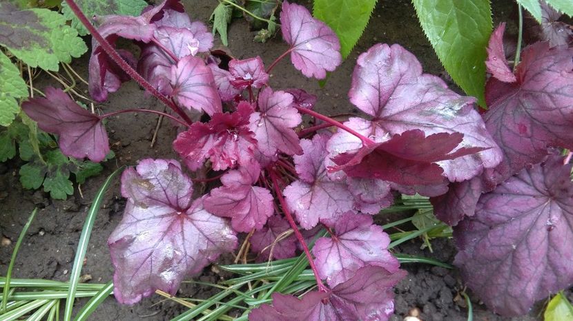 Heuchera Plum Royale - 2017 heuchera heucherella brunnera