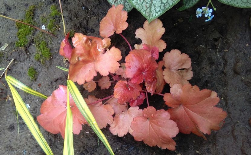 heuchera peach flambe - 2017 heuchera heucherella brunnera