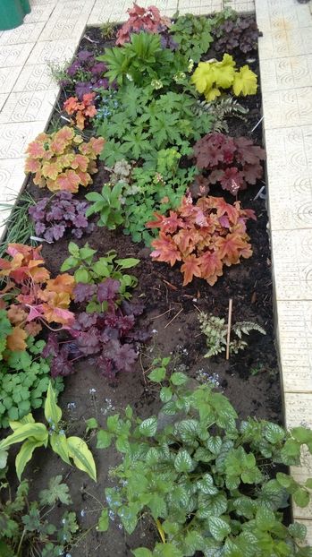 21 aprilie - 2017 heuchera heucherella brunnera