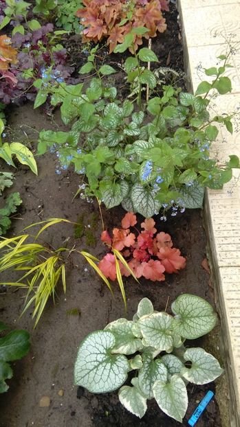 21 aprilie - 2017 heuchera heucherella brunnera