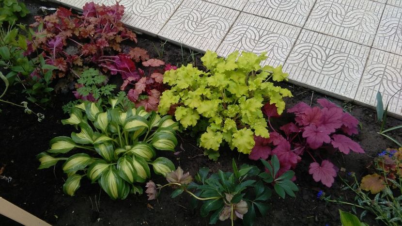 21 aprilie - 2017 heuchera heucherella brunnera