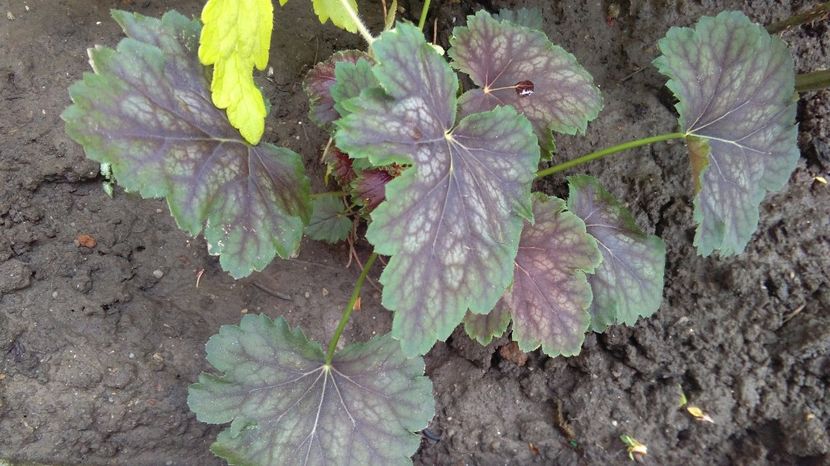 heuchera marvelous marble - 2017 heuchera heucherella brunnera