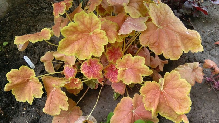 heuchera tiramisu - 2017 heuchera heucherella brunnera