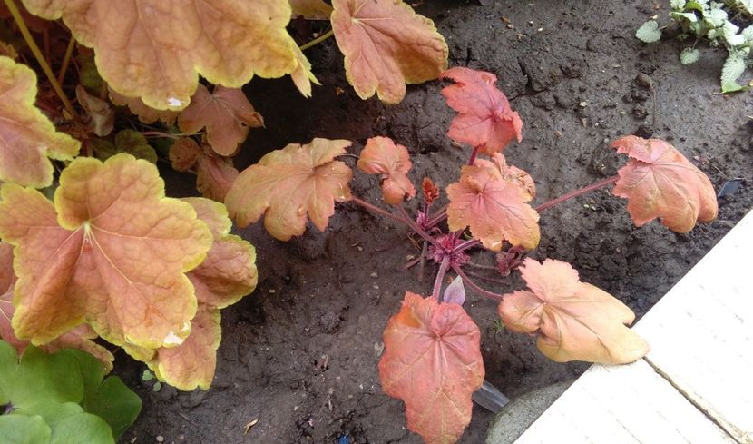 Heuchera Autumn Leaves - 2017 heuchera heucherella brunnera