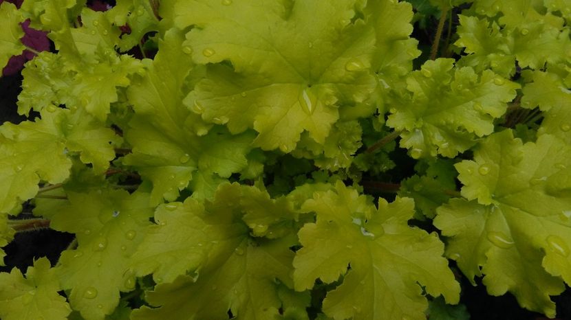 heuchera lime marmelade - 2017 heuchera heucherella brunnera