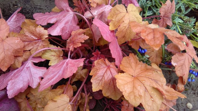 heucherella redstone falls - 2017 heuchera heucherella brunnera