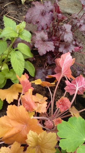 Heuchera Midnight rose+ paprika - 2017 heuchera heucherella brunnera