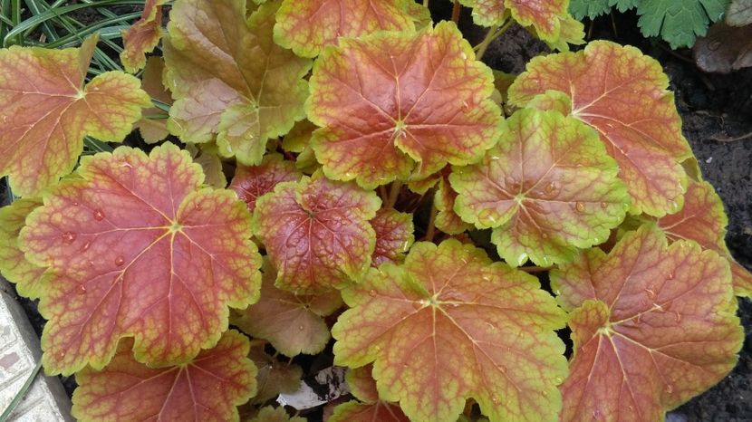 heuchera miracle - 2017 heuchera heucherella brunnera