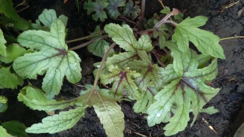 heucherella kimono - 2017 heuchera heucherella brunnera