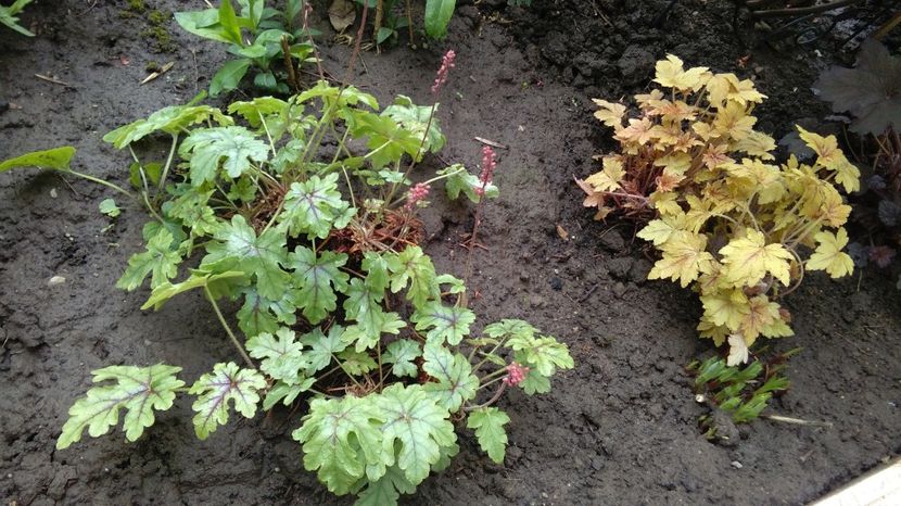 heucherella tapestry +golden-zebra - 2017 heuchera heucherella brunnera