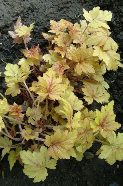 heucherella-golden-zebra - 2017 heuchera heucherella brunnera