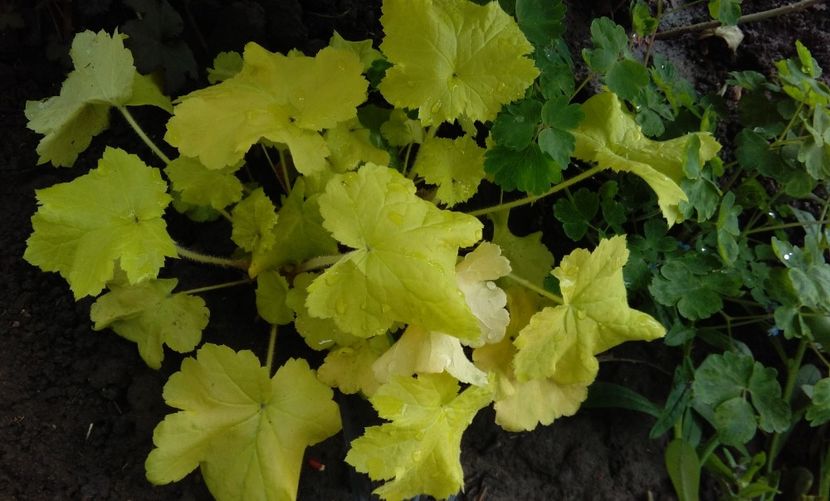 heuchera citronelle - 2017 heuchera heucherella brunnera