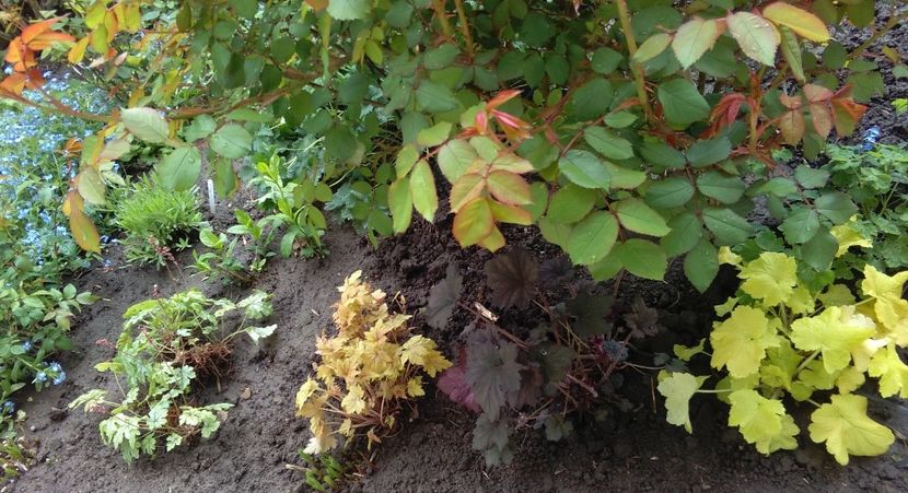 21 aprilie - 2017 heuchera heucherella brunnera