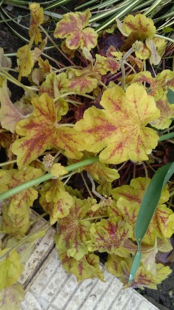 heucherella Solar Eclipse - 2017 heuchera heucherella brunnera