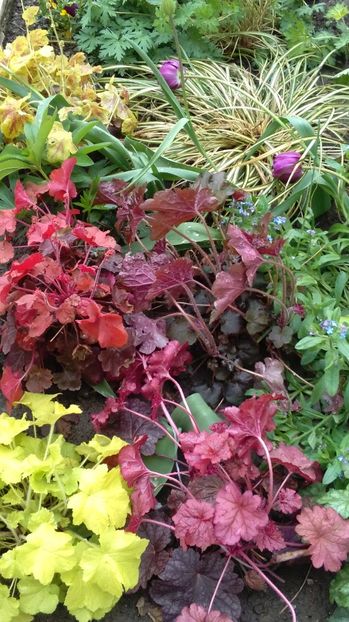 21 aprilie - 2017 heuchera heucherella brunnera