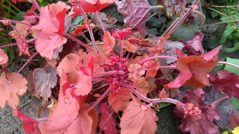 heuchera cherry-cola - 2017 heuchera heucherella brunnera