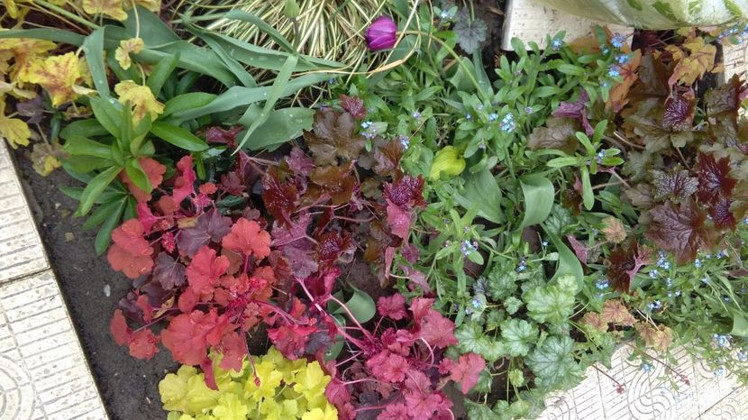 21 aprilie - 2017 heuchera heucherella brunnera