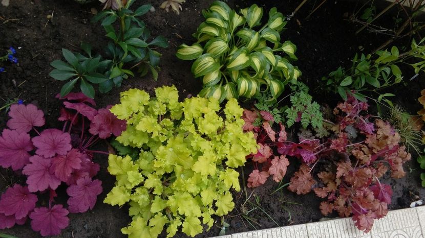 21 aprilie - 2017 heuchera heucherella brunnera