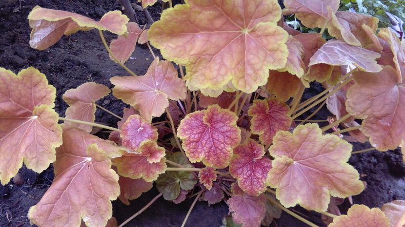 heuchera tiramisu - 2017 heuchera heucherella brunnera