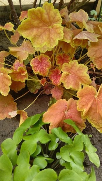 heuchera tiramisu - 2017 heuchera heucherella brunnera