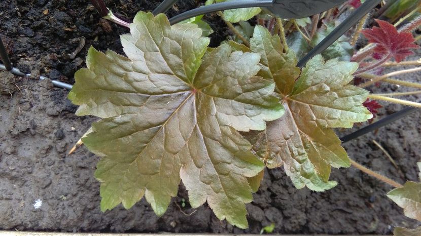  - 2017 heuchera heucherella brunnera