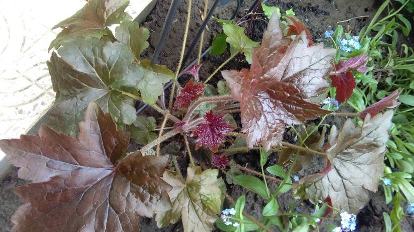 heuchera americana palace purple - 2017 heuchera heucherella brunnera