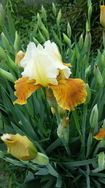 tmp_6377-20170429_084922409730423 - irisi 2017