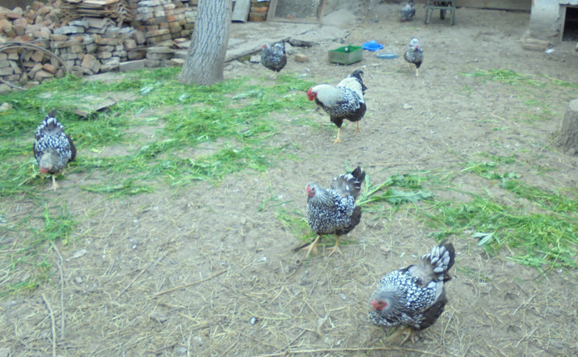 Aprile 2017 (1) - 02 - Aprilie 2017