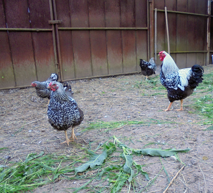 Aprile 2017 (2) - 02 - Aprilie 2017