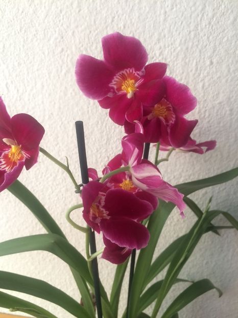 29.04.2017 Miltonia hibrid - 9-Orchideele mele
