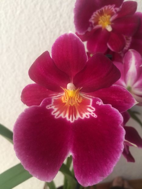 Miltonia - 9-Orchideele mele