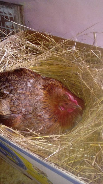 Closca 2 - Closte 2017