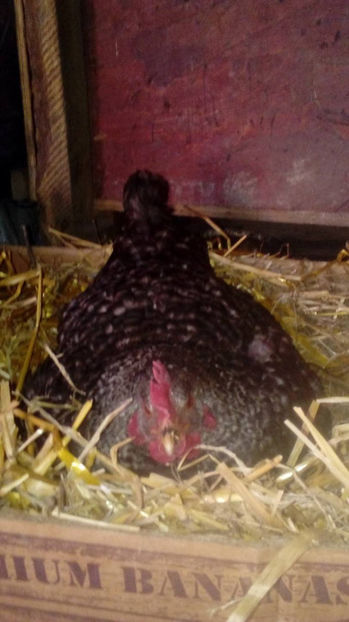 Closca 3 - Closte 2017