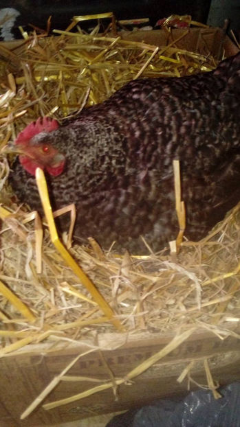 Closca 3 - Closte 2017