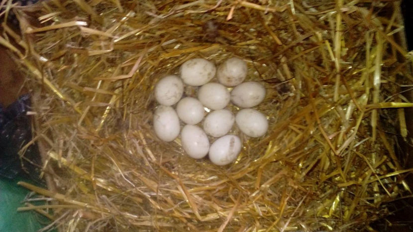 Oua closca 3 - Closte 2017