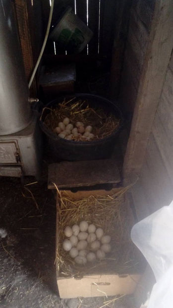  - Incubatoarele mele