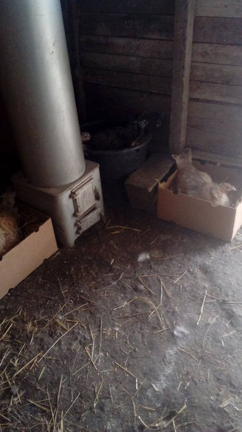  - Incubatoarele mele