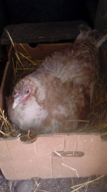  - Incubatoarele mele