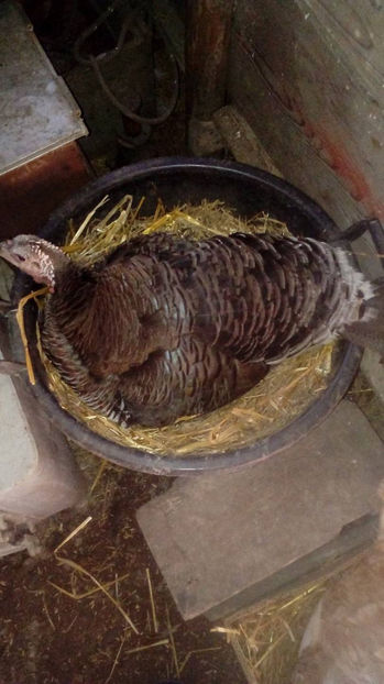  - Incubatoarele mele